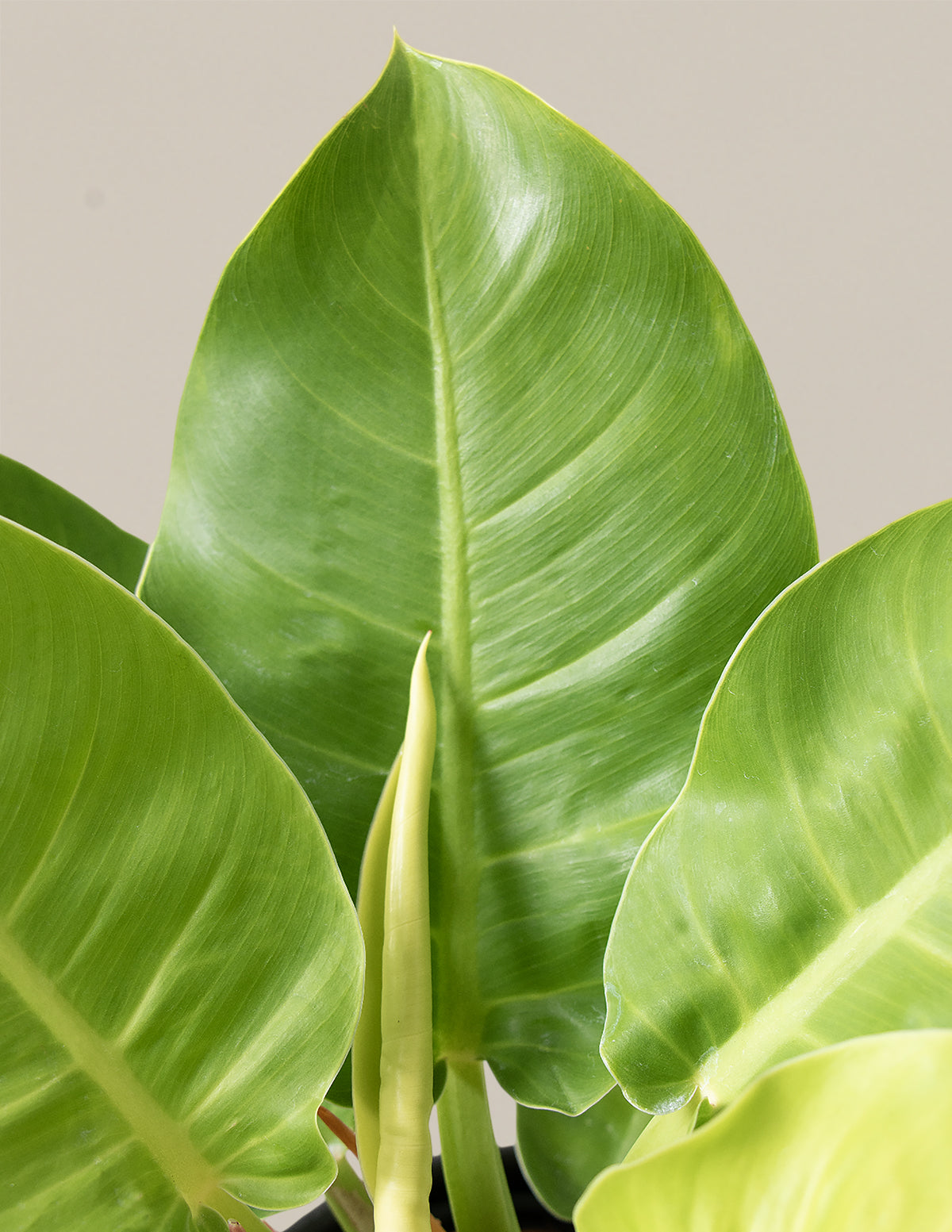 Philodendron Moonlight