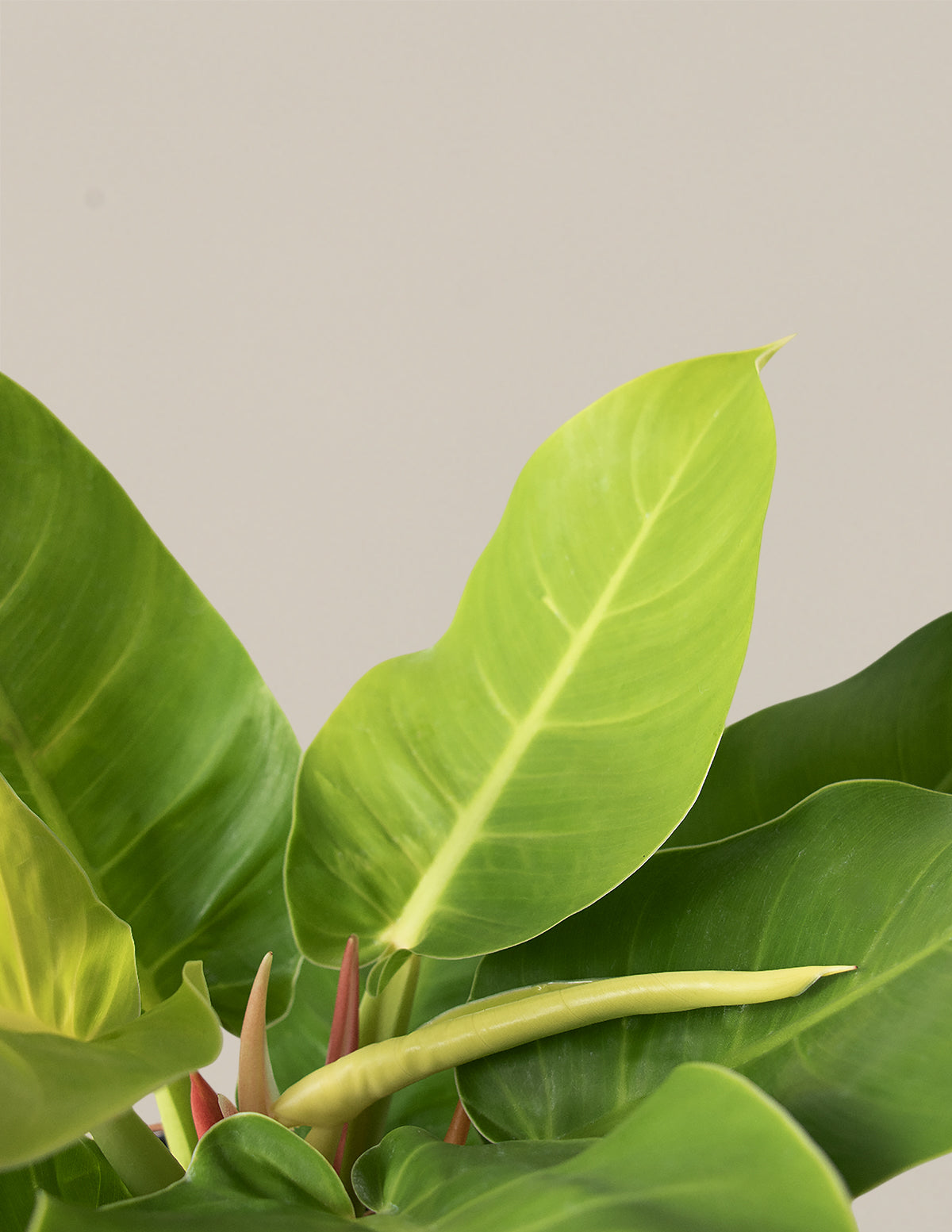 Philodendron Moonlight