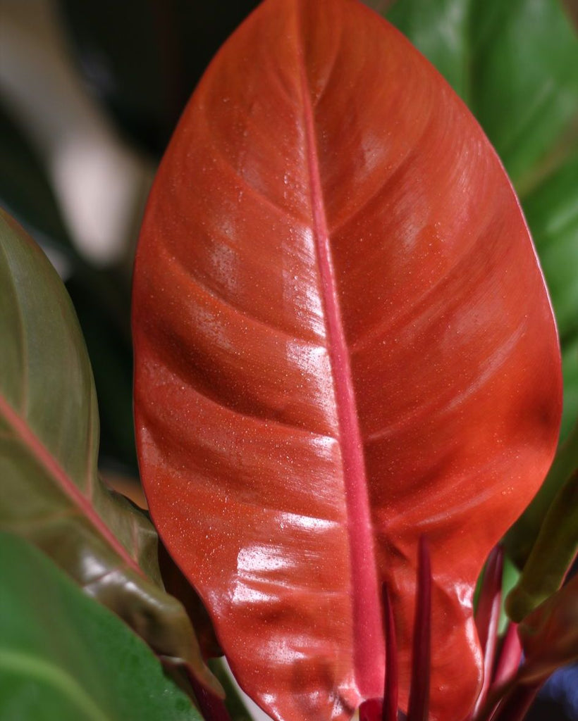 How to care for a Philodendron Autumn