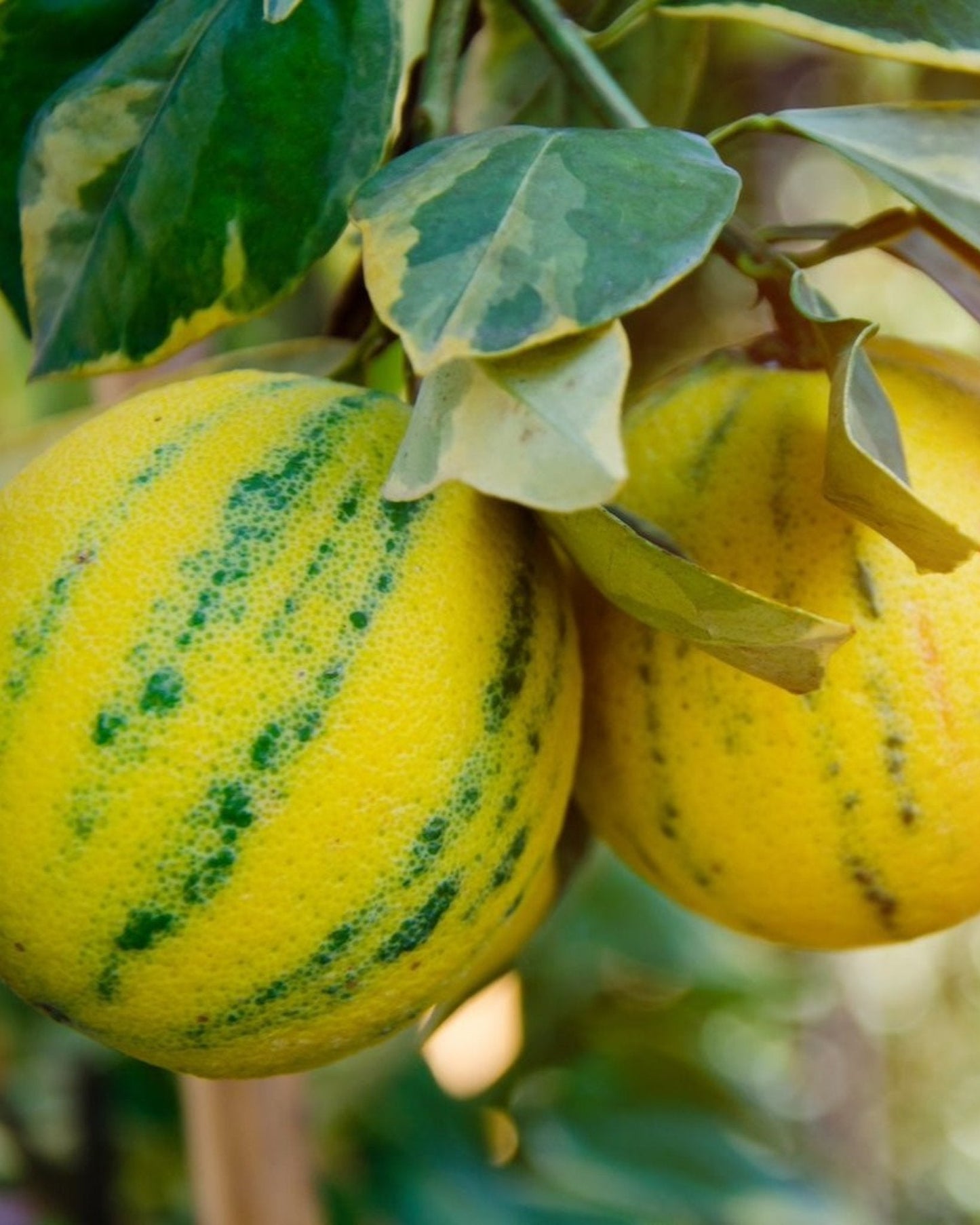 Pink Variegated Eureka Lemon Tree