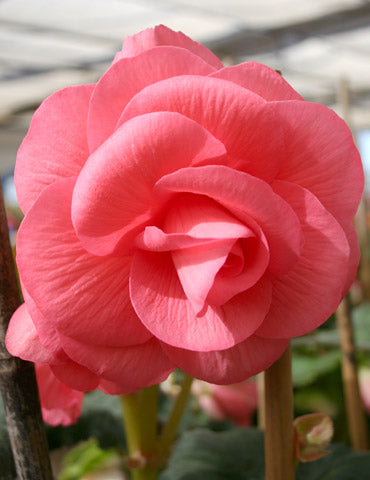Pink Double Begonia