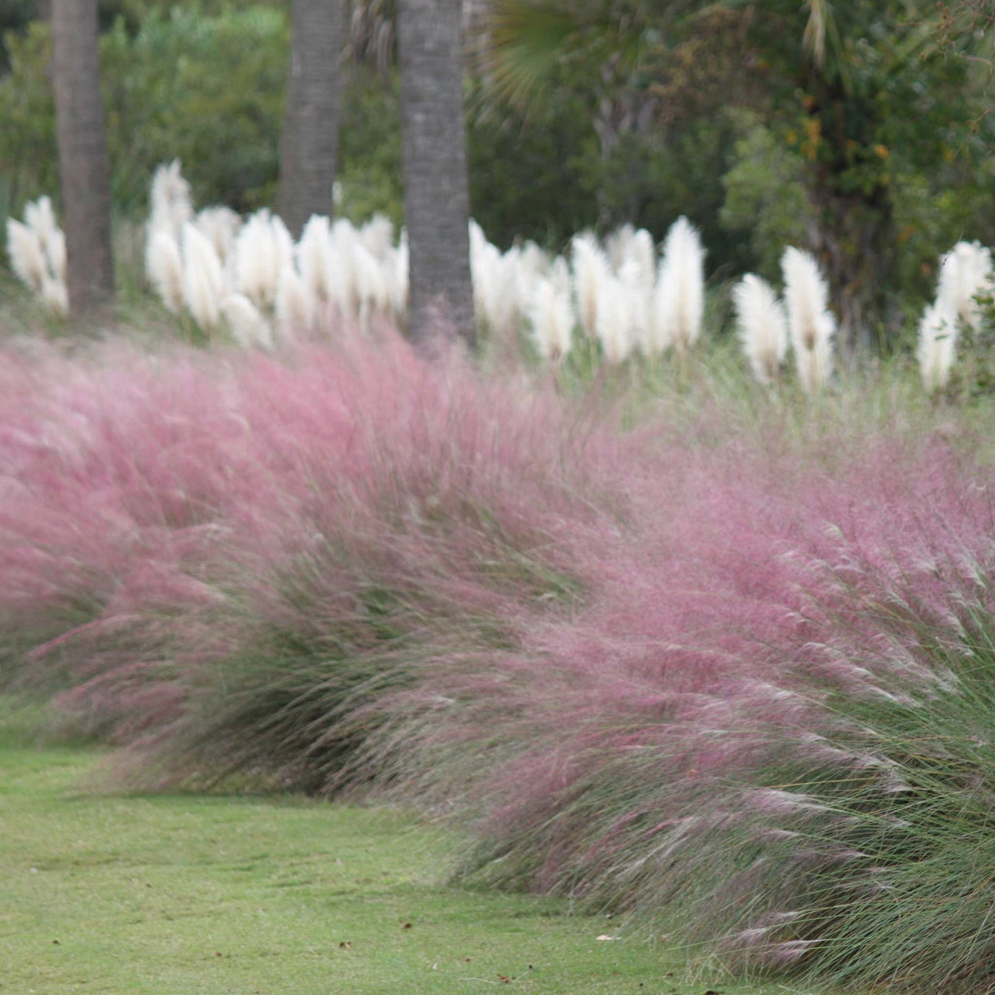 Pink Muhly Grass
