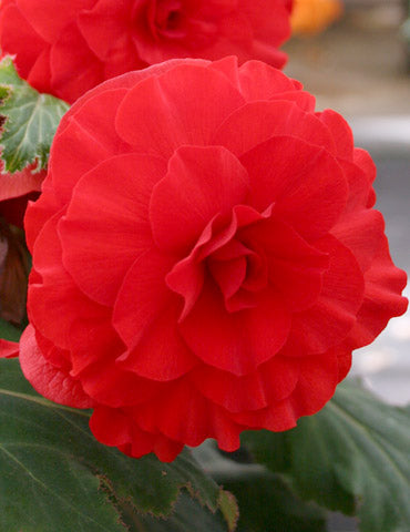 Red Double Begonia Bulbs