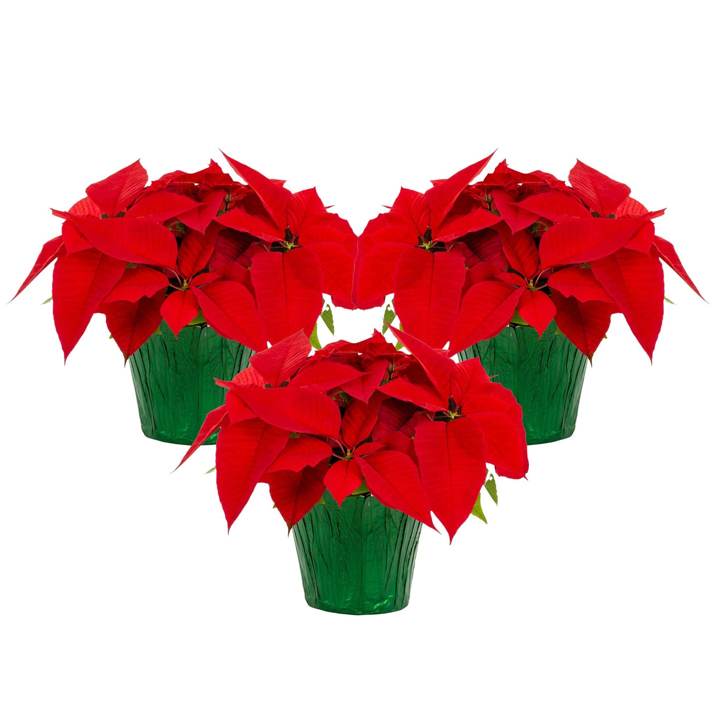 Red Holiday Poinsettia (3-Pack)