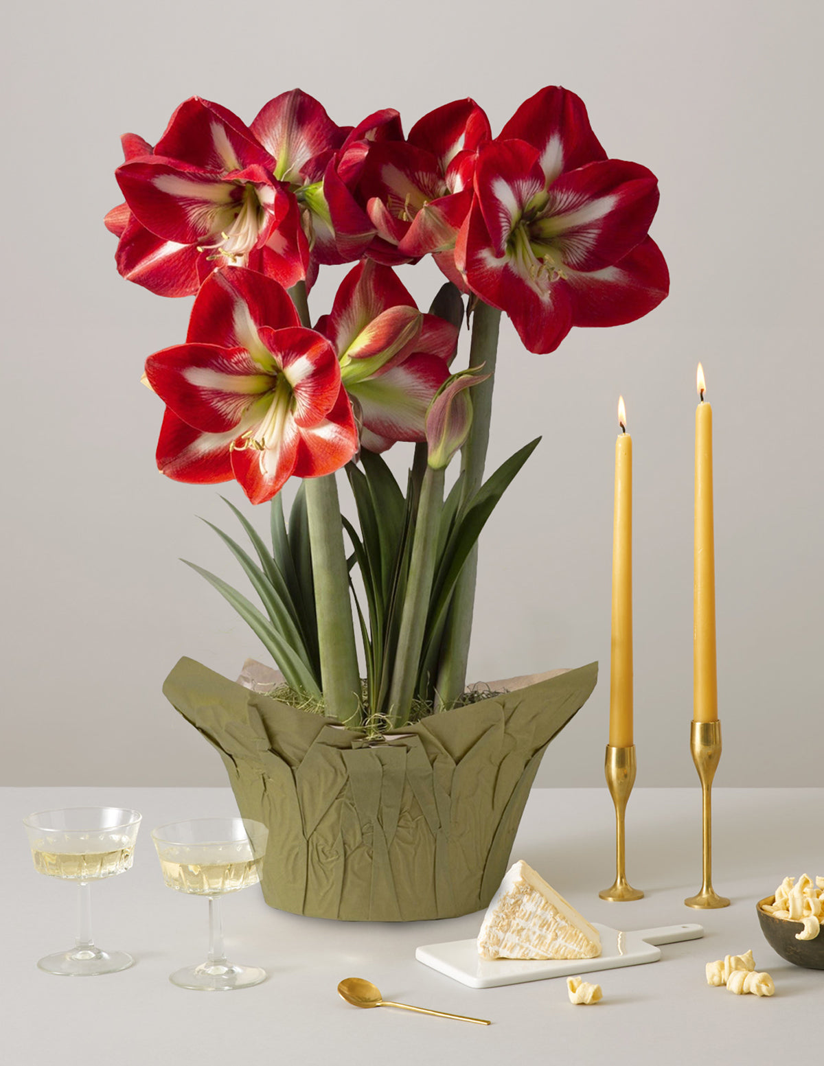 Festive Amaryllis