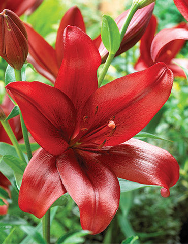 Red Velvet Asiatic Lily Bulbs