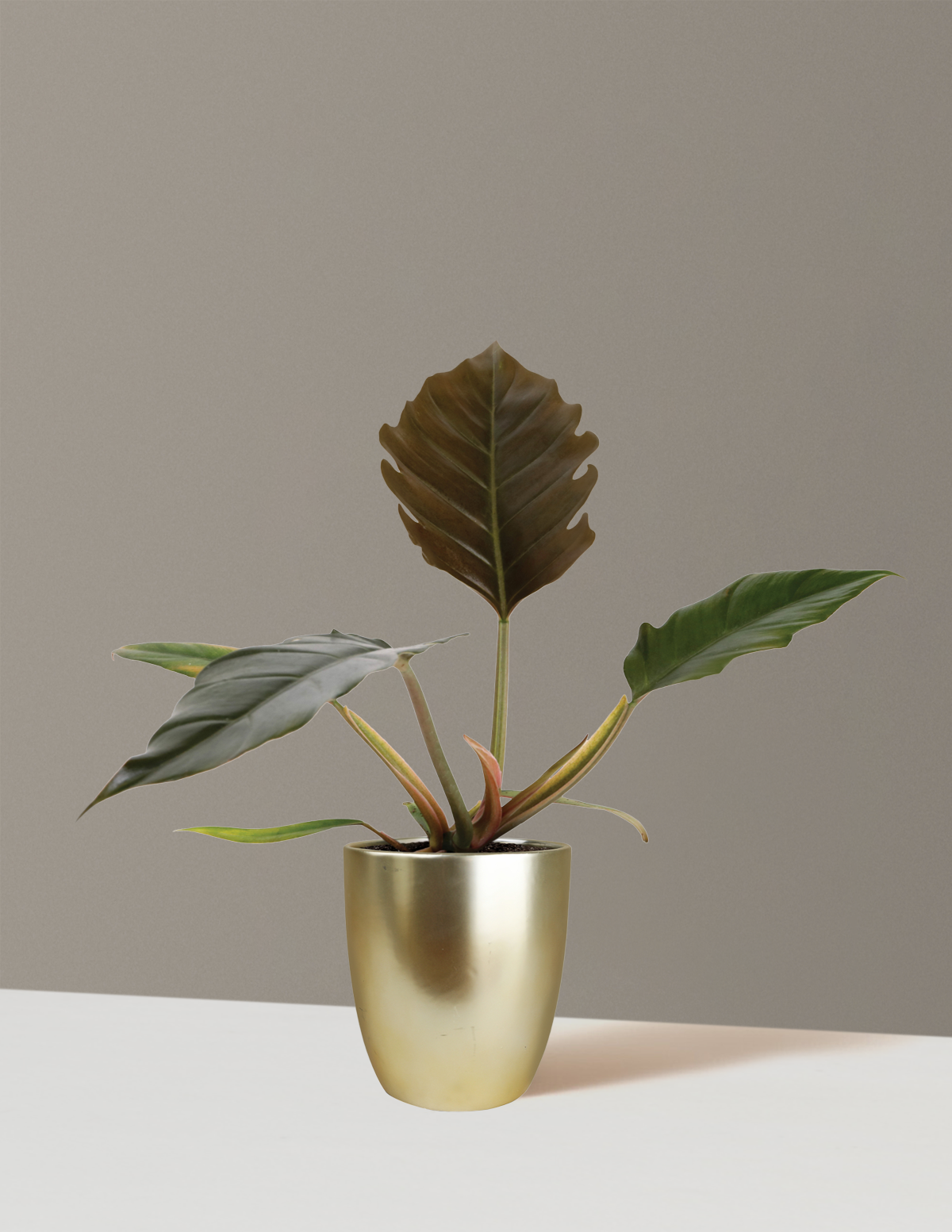 Philodendron Pluto