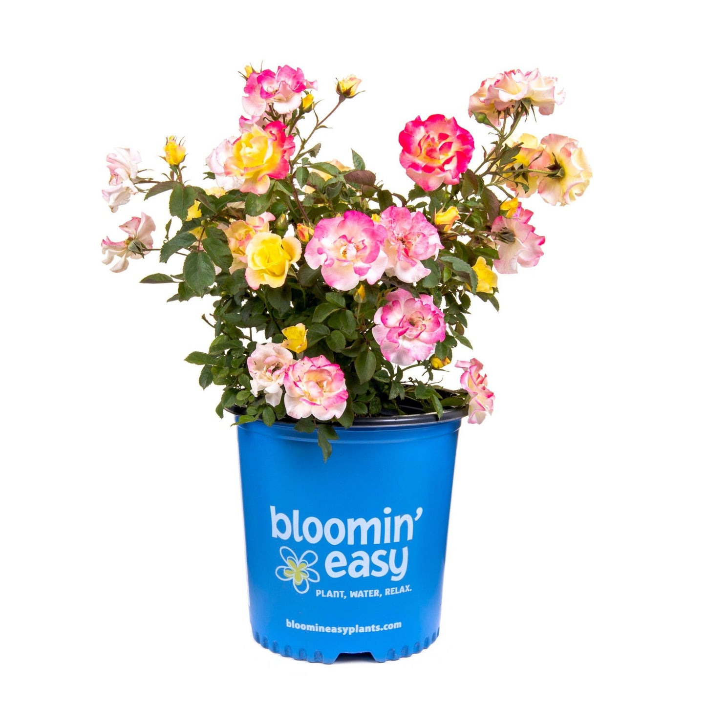 Gumball Goody™ Rose