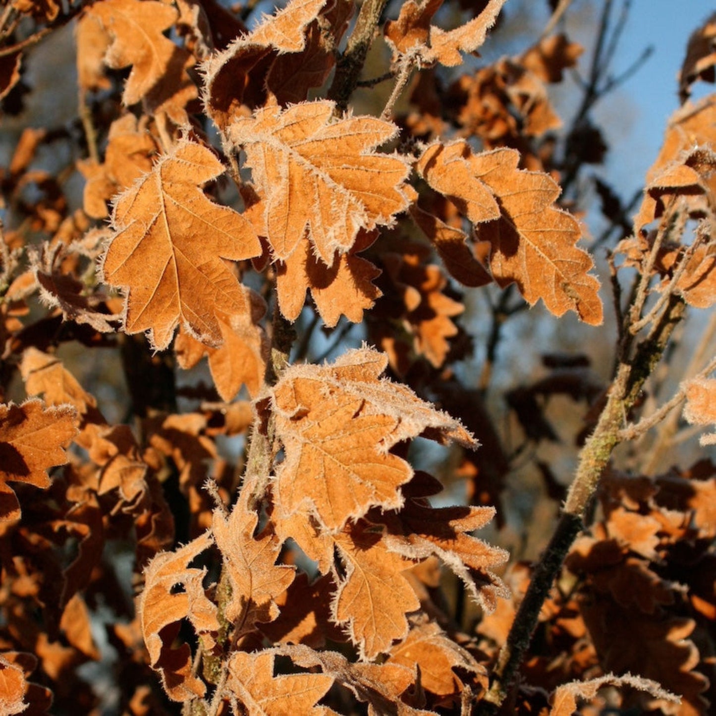 Skinny Genes® Columnar Oak Tree