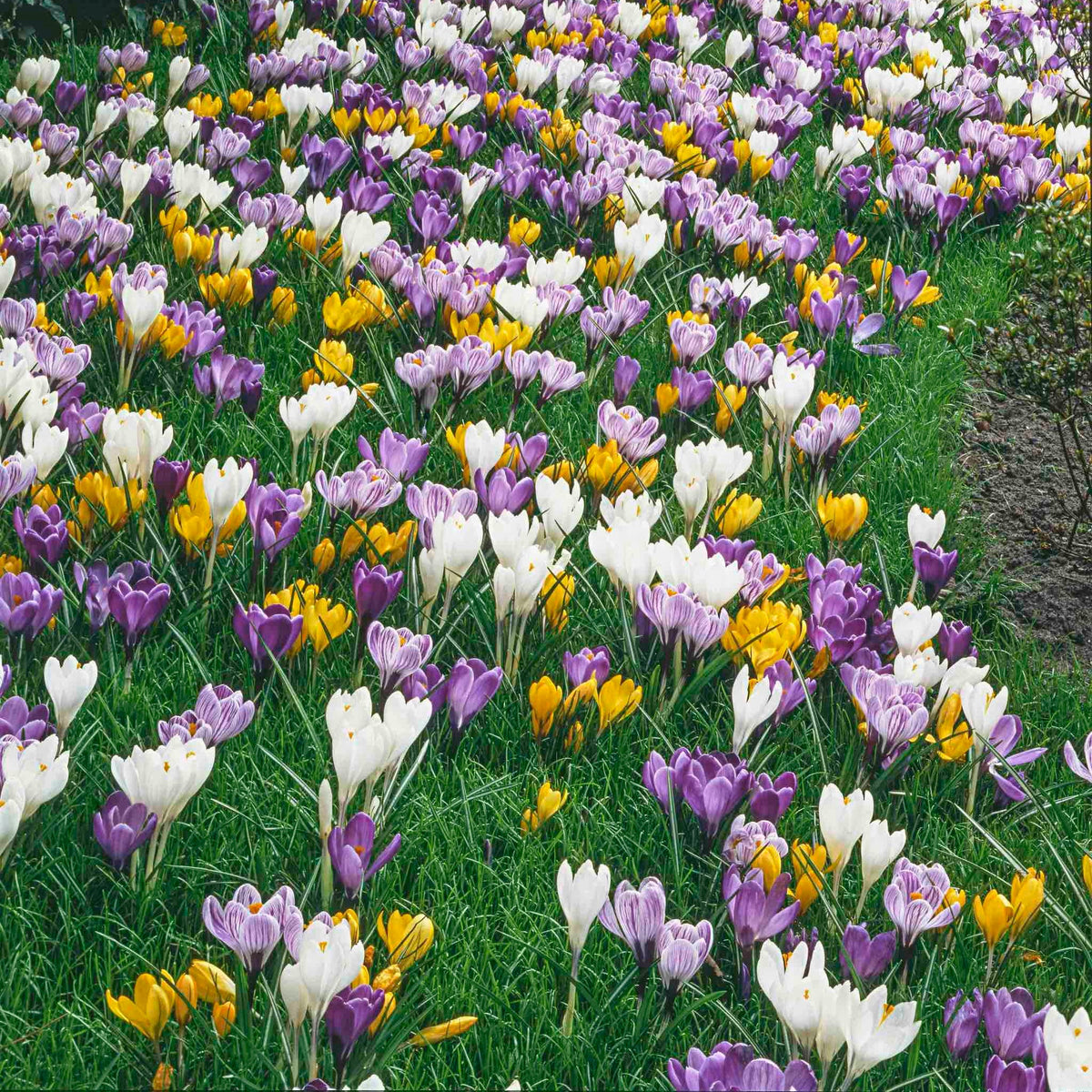 Species Crocus Mix