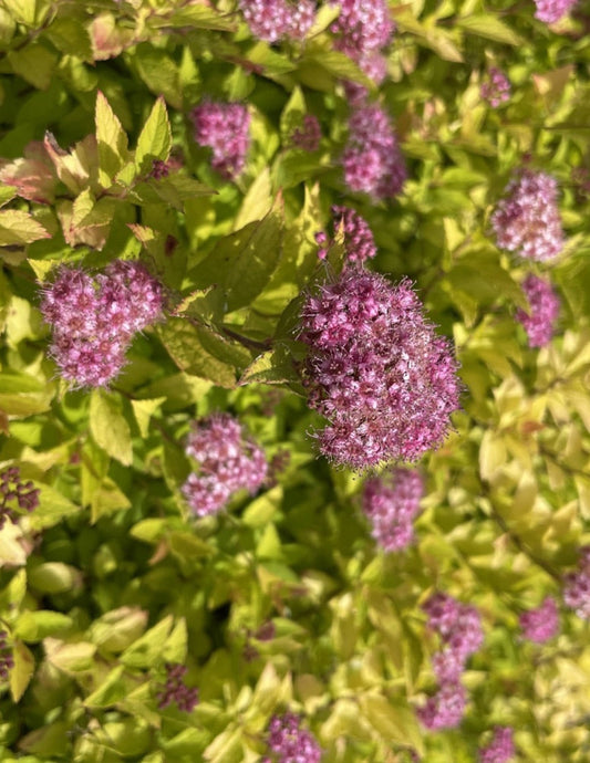 Pineapple Poprocks® Spiraea