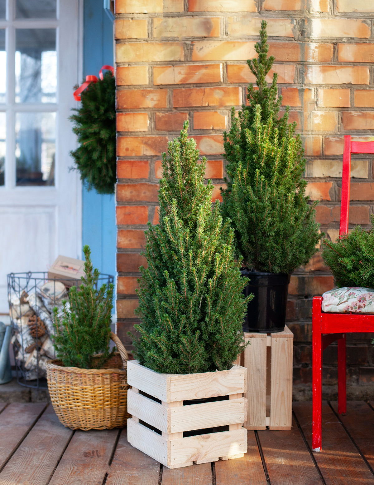 Tiny Tower® Dwarf Alberta Spruce