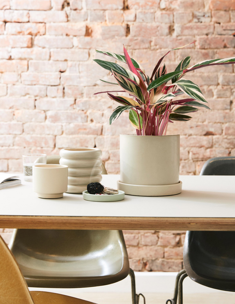 How to care for a Stromanthe Triostar