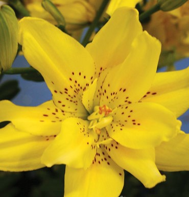 Sundew Double Asiatic Lily Bulbs