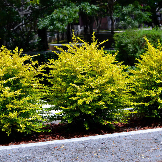 Sunshine Ligustrum