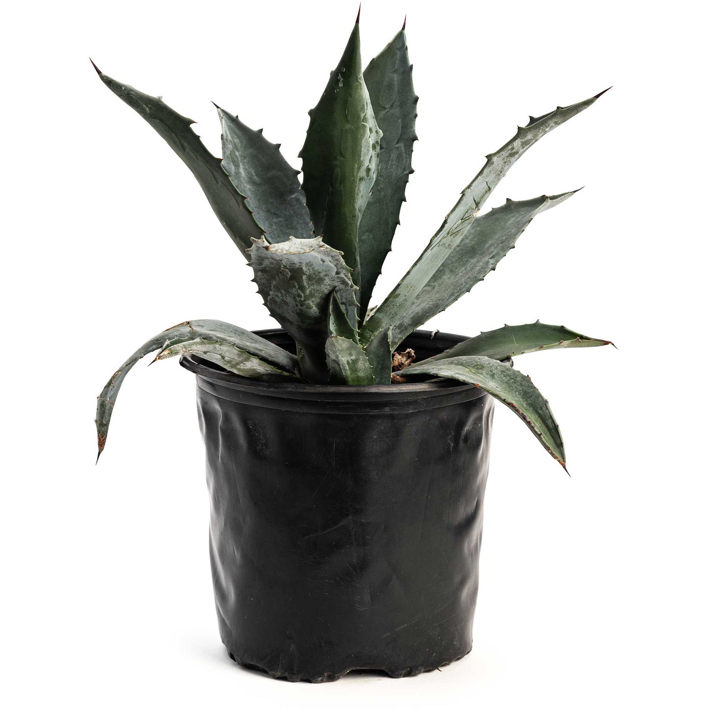 Agave Americana