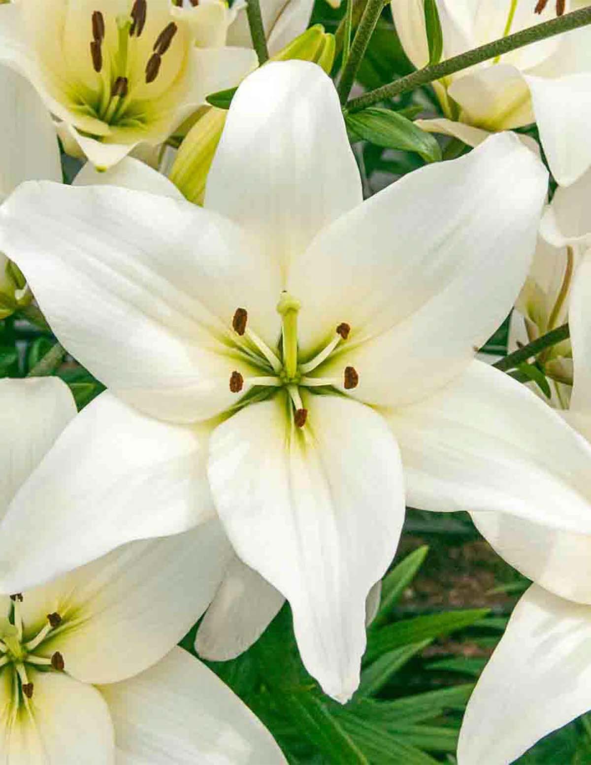 Bright Diamond Asiatic Lily Bulbs