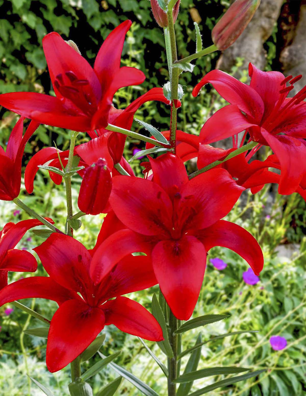 are asiatic lilies bulbs Red Highland Asiatic Lily Bulbs