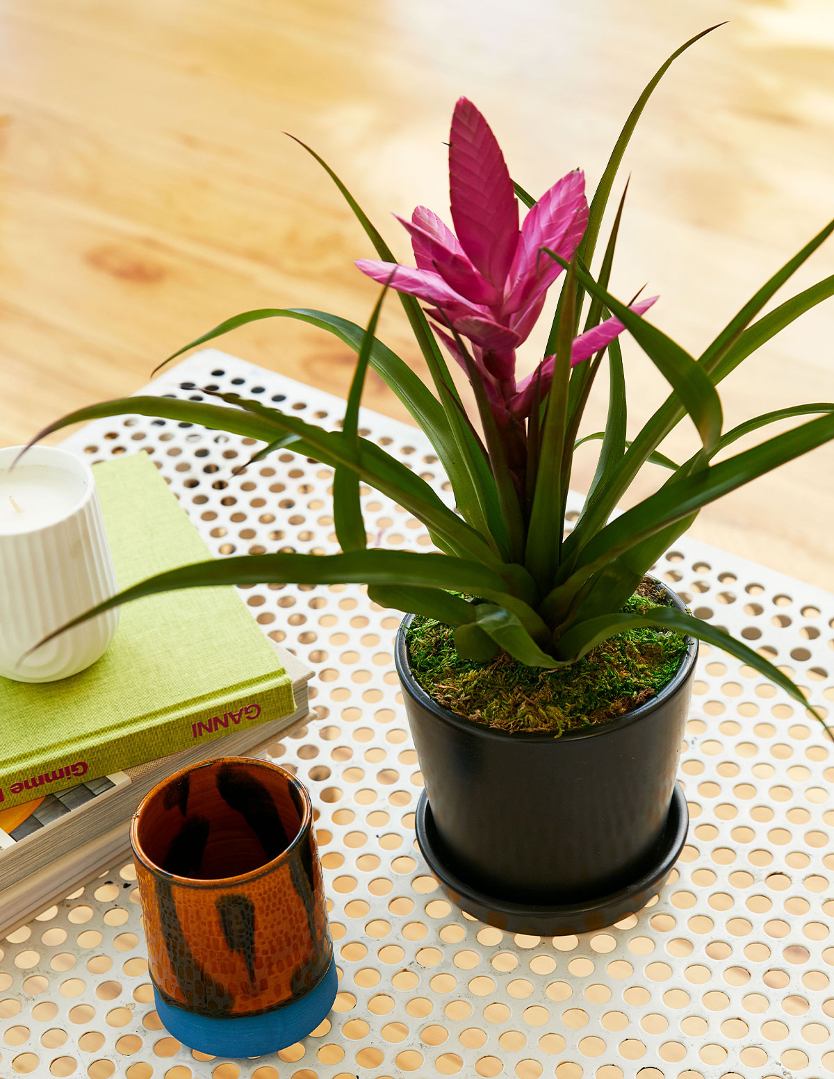 Bromeliad Antonio Pink Flowering Houseplants For Delivery The Sill bromeliad-antonio-pink-flowering-houseplants-for-delivery-the-sill