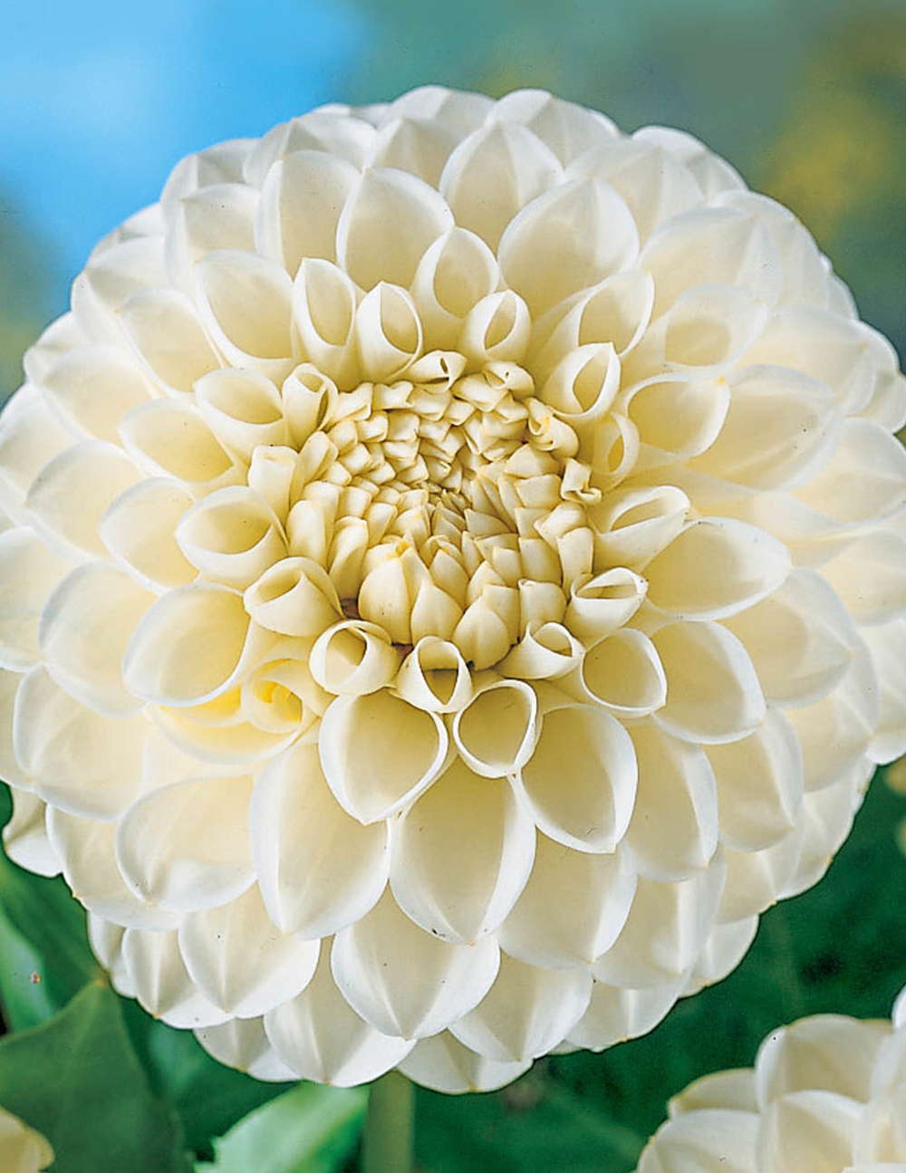 Boom Boom White Dahlias