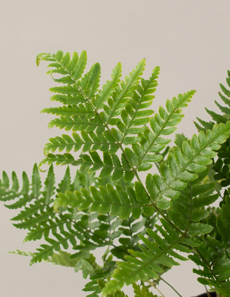 How to care for a Japanese Shield Fern