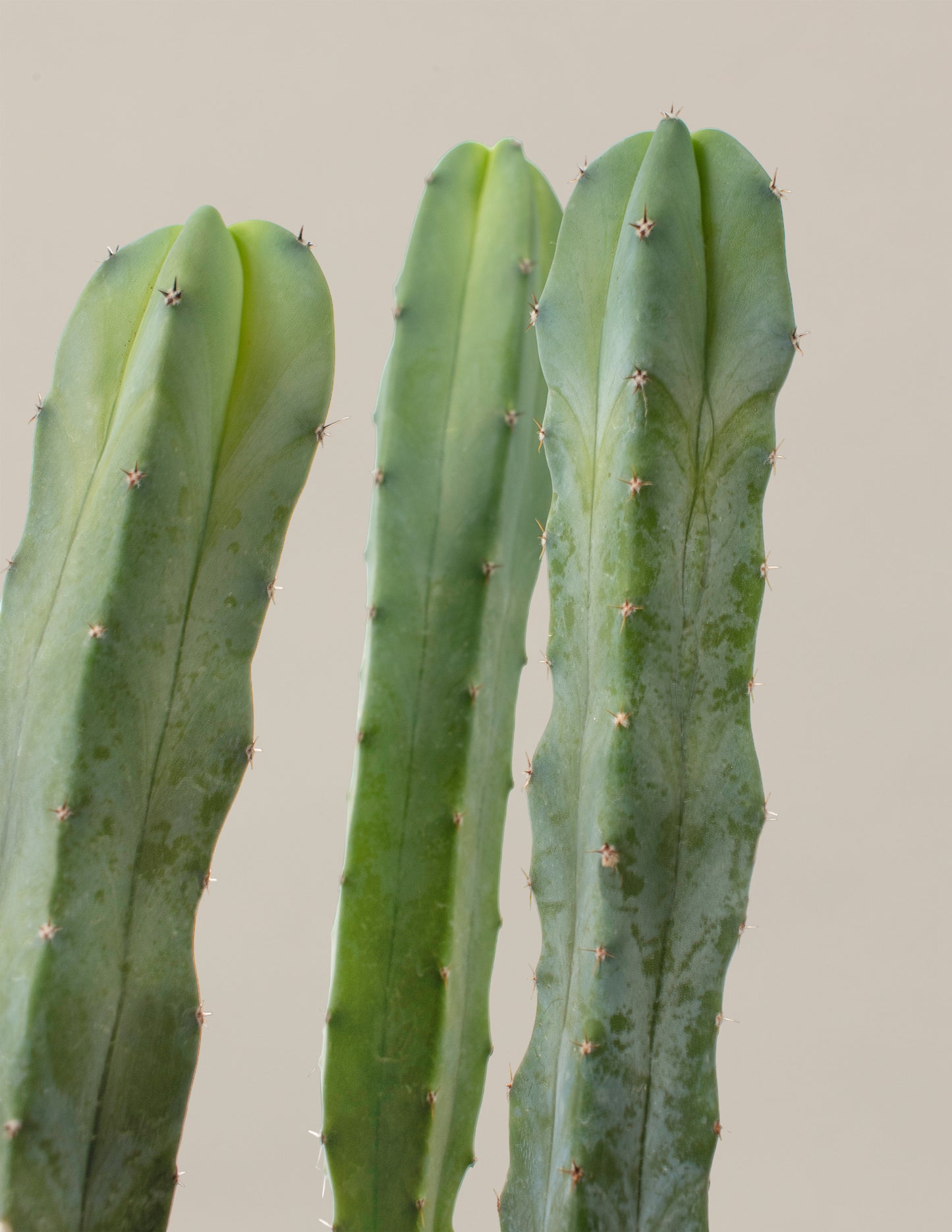 Blue Candle Cactus