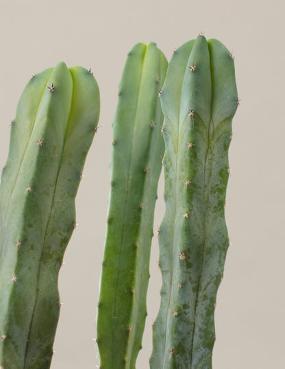 Blue Candle Cactus
