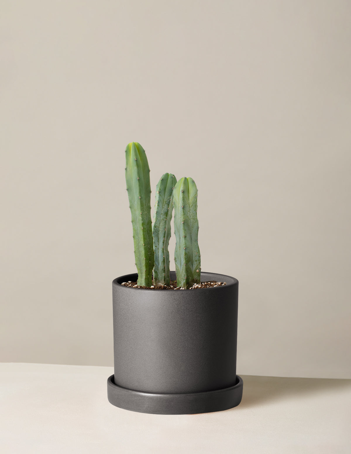 Blue Candle Cactus