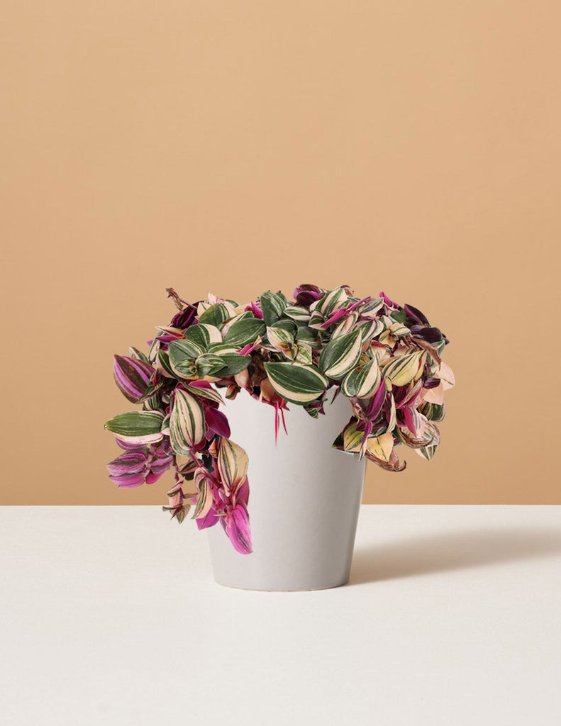How to care for a Tradescantia Quadricolor
