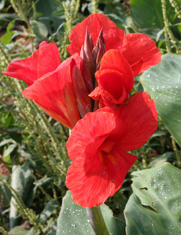 The President Canna Lily Bulbs