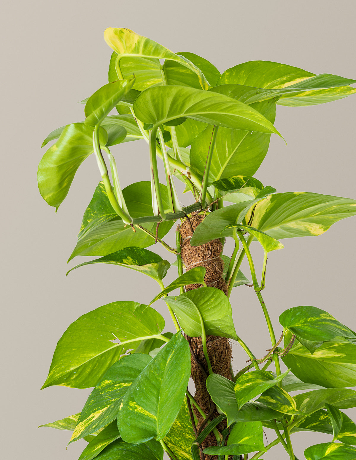 Golden Pothos Totem
