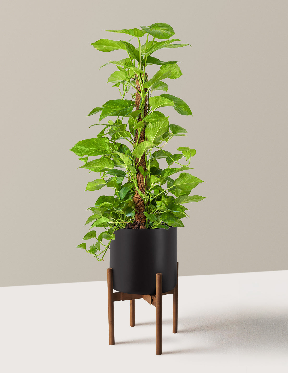 Golden Pothos Totem