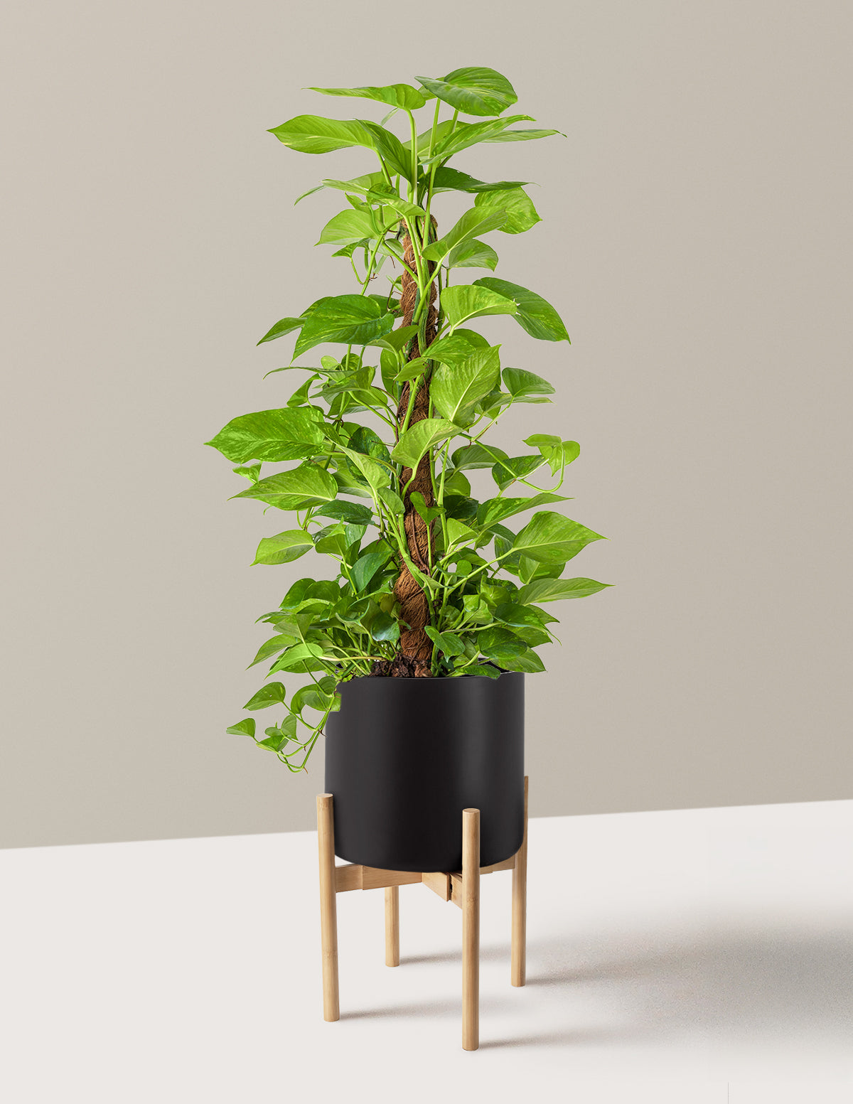 Golden Pothos Totem