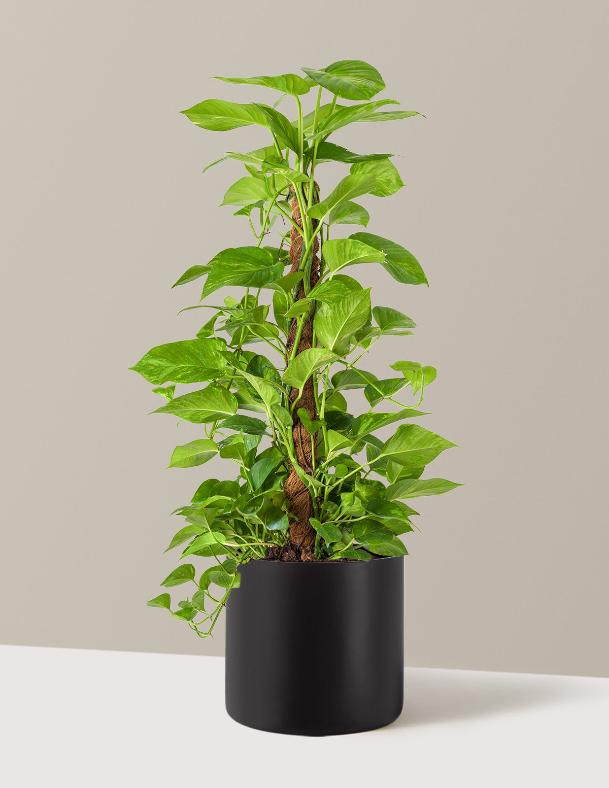 Golden Pothos Totem
