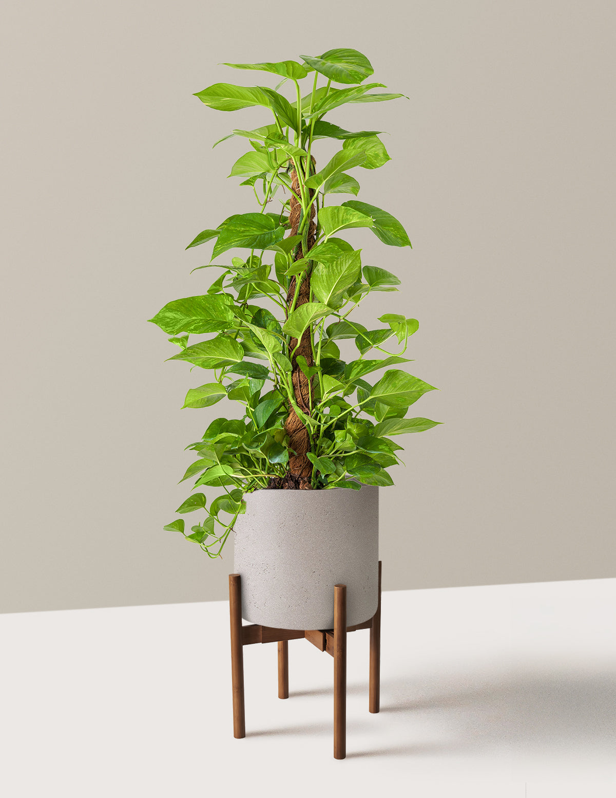 Golden Pothos Totem
