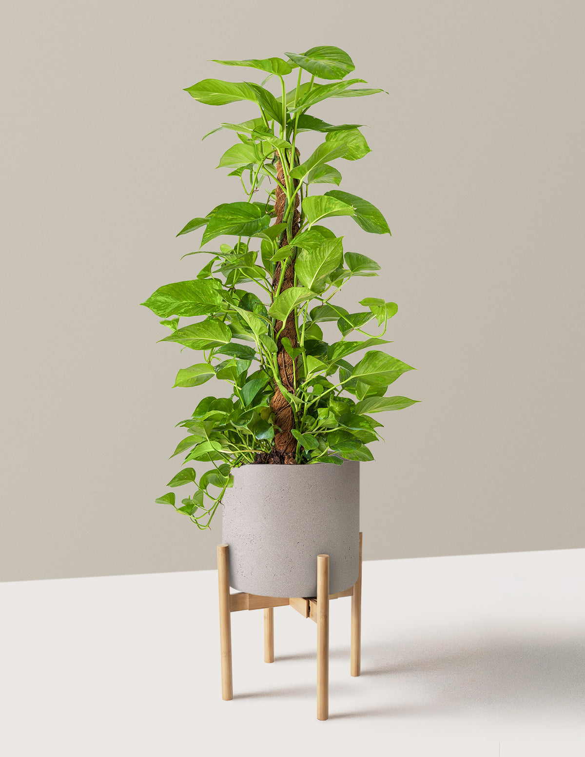 Golden Pothos Totem