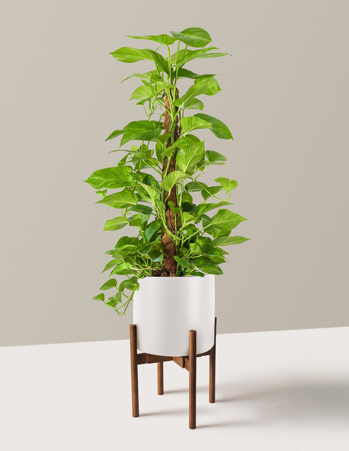 Golden Pothos Totem