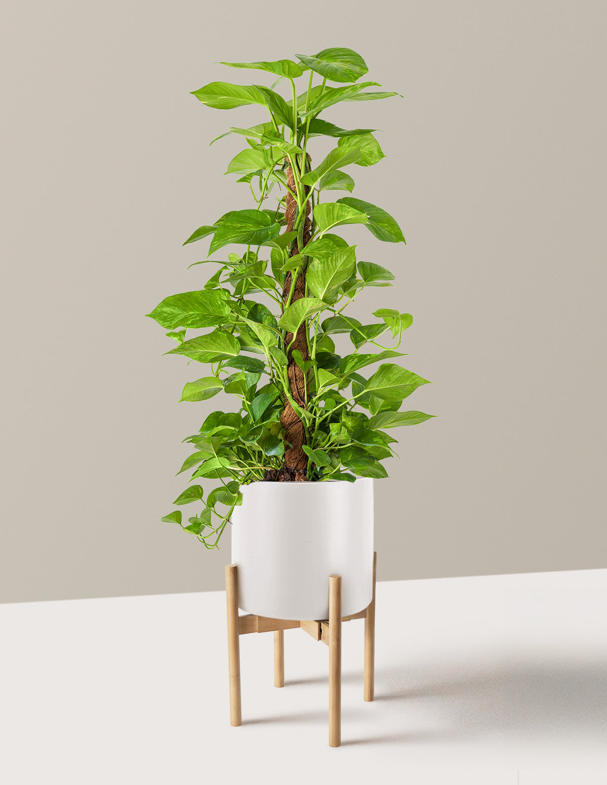 Golden Pothos Totem