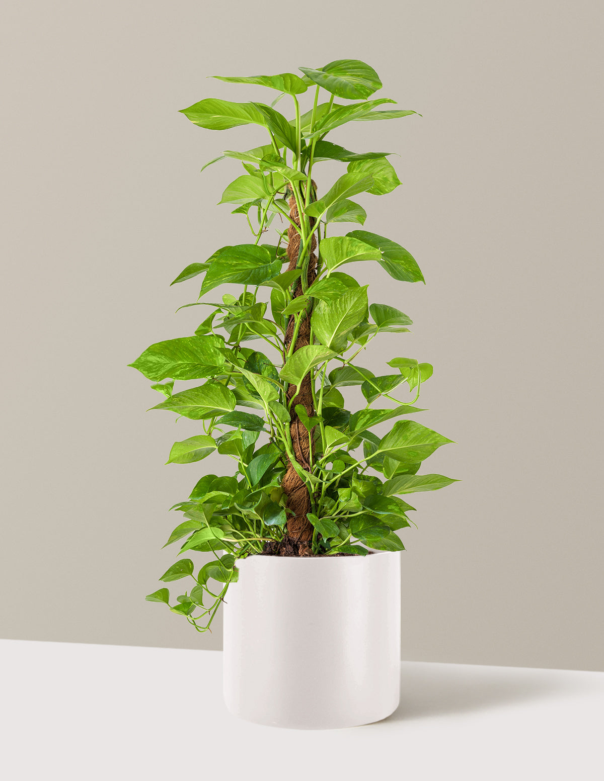 Golden Pothos Totem