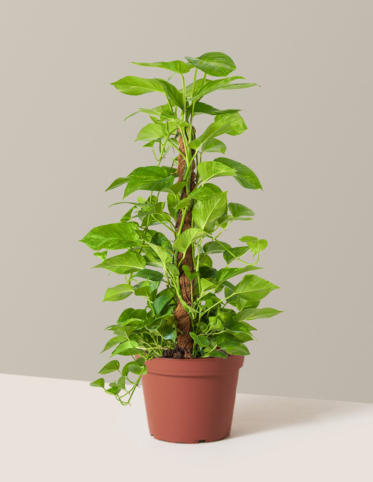 Golden Pothos Totem