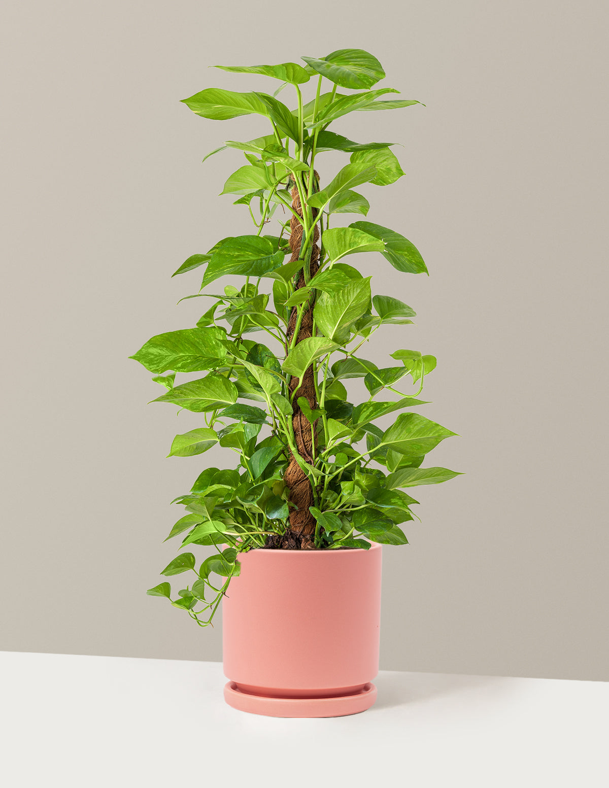 Golden Pothos Totem