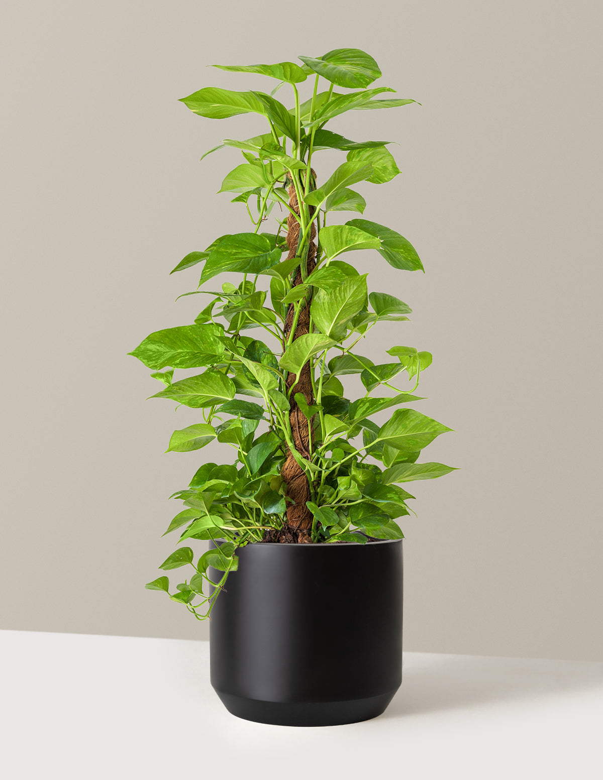 Golden Pothos Totem