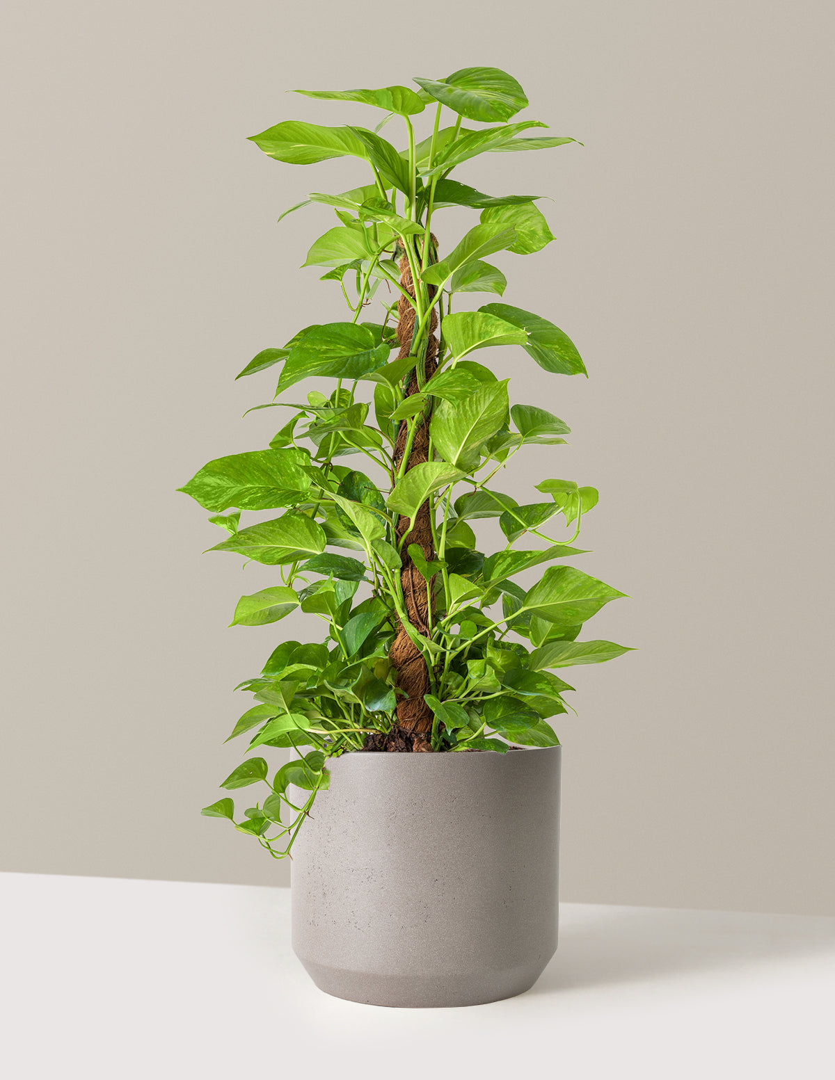 Golden Pothos Totem