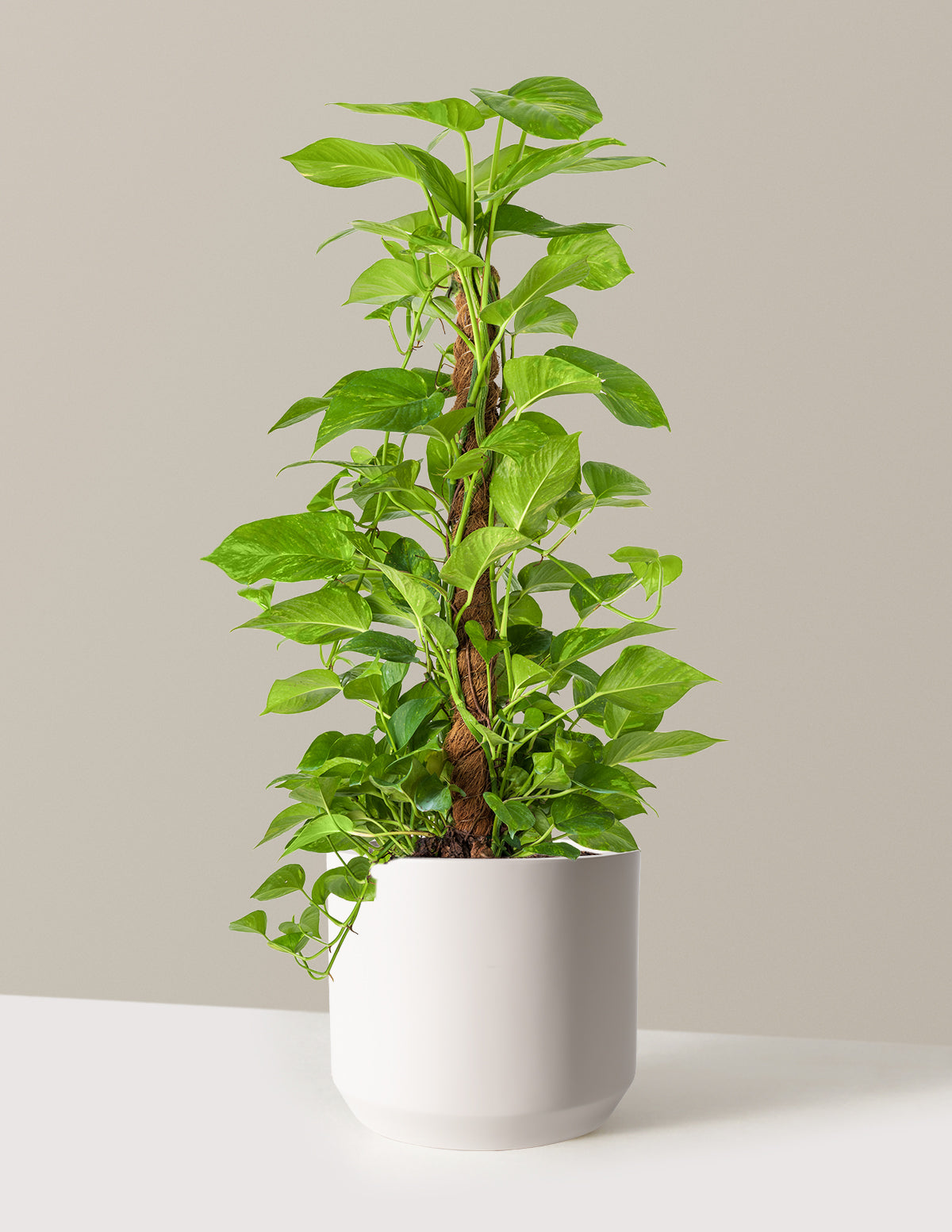 Golden Pothos Totem