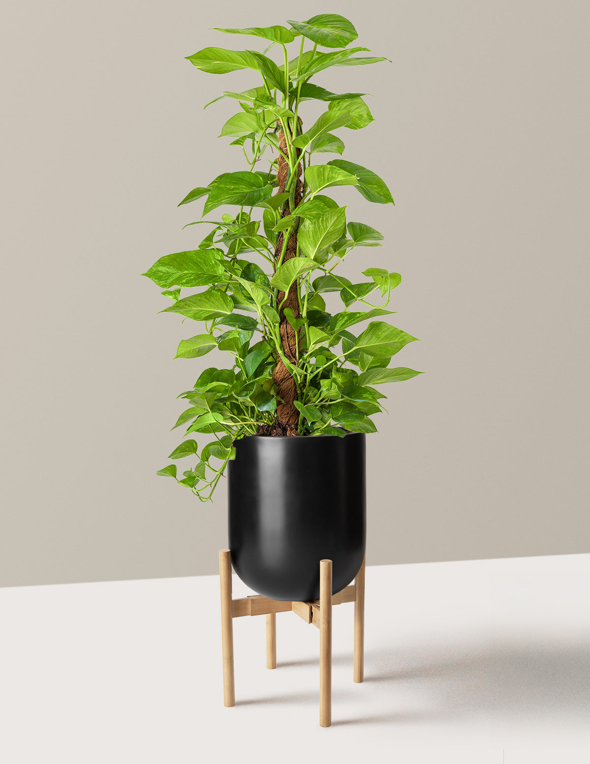 Golden Pothos Totem