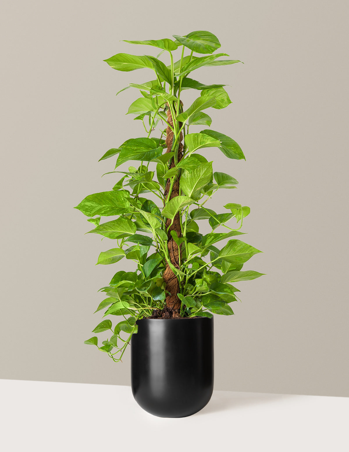 Golden Pothos Totem