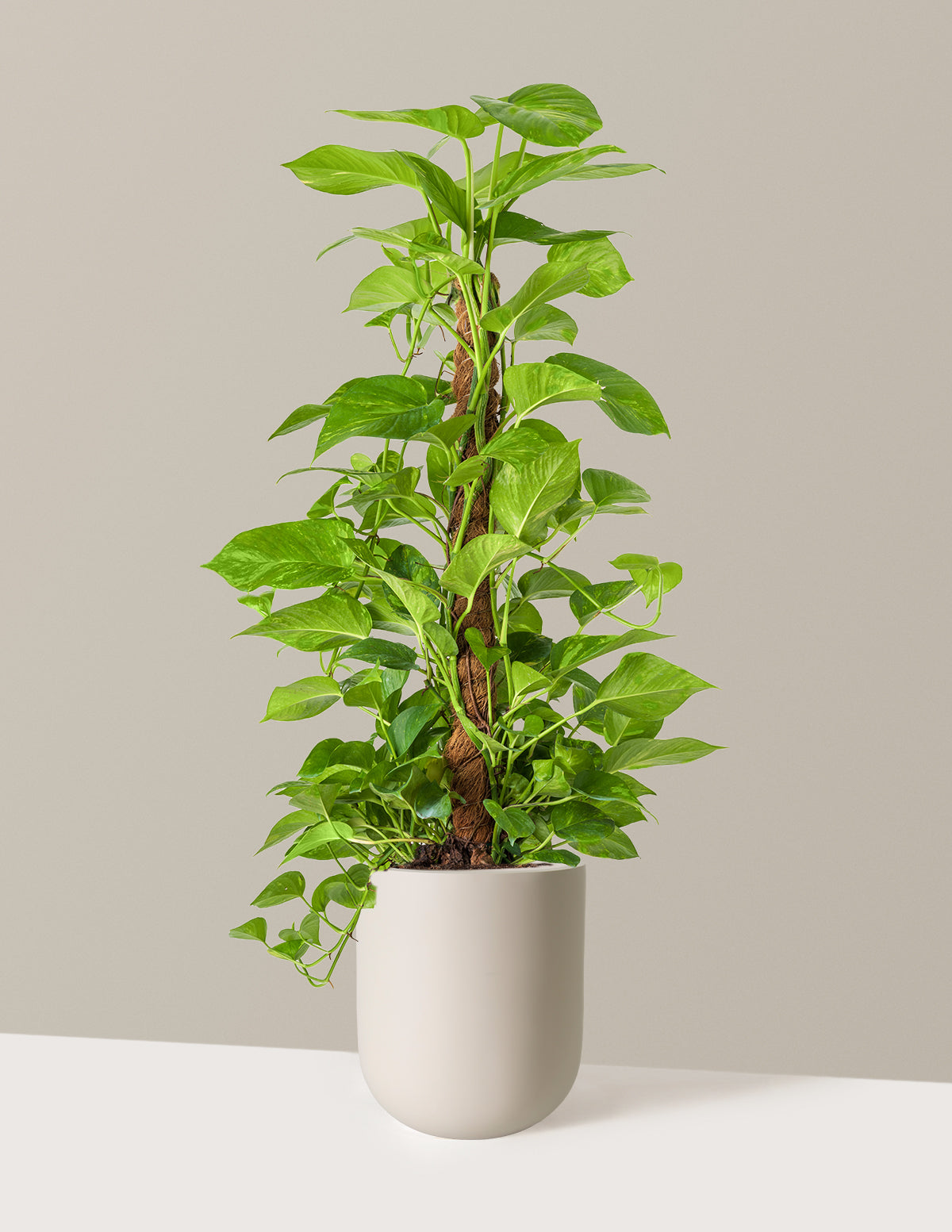 Golden Pothos Totem