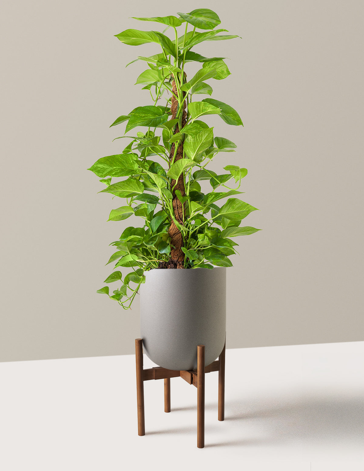 Golden Pothos Totem