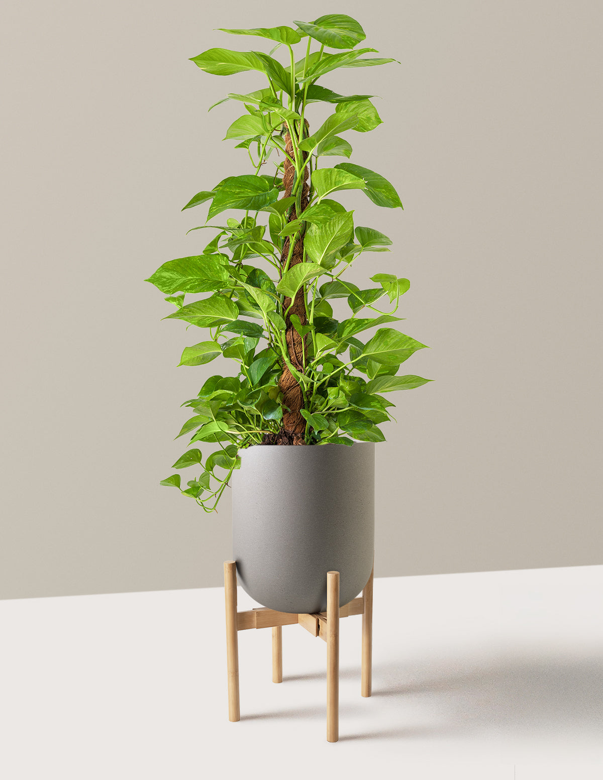 Golden Pothos Totem