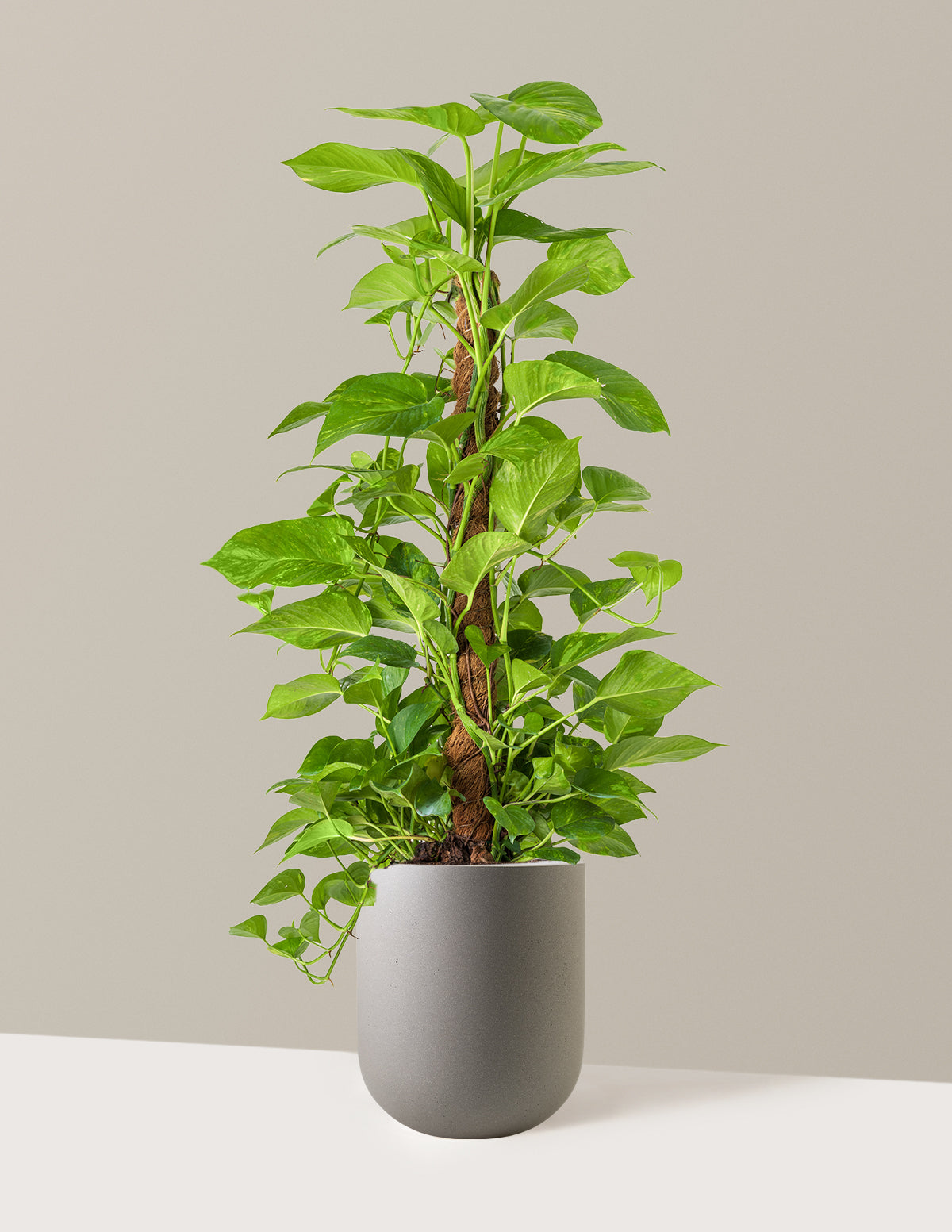Golden Pothos Totem